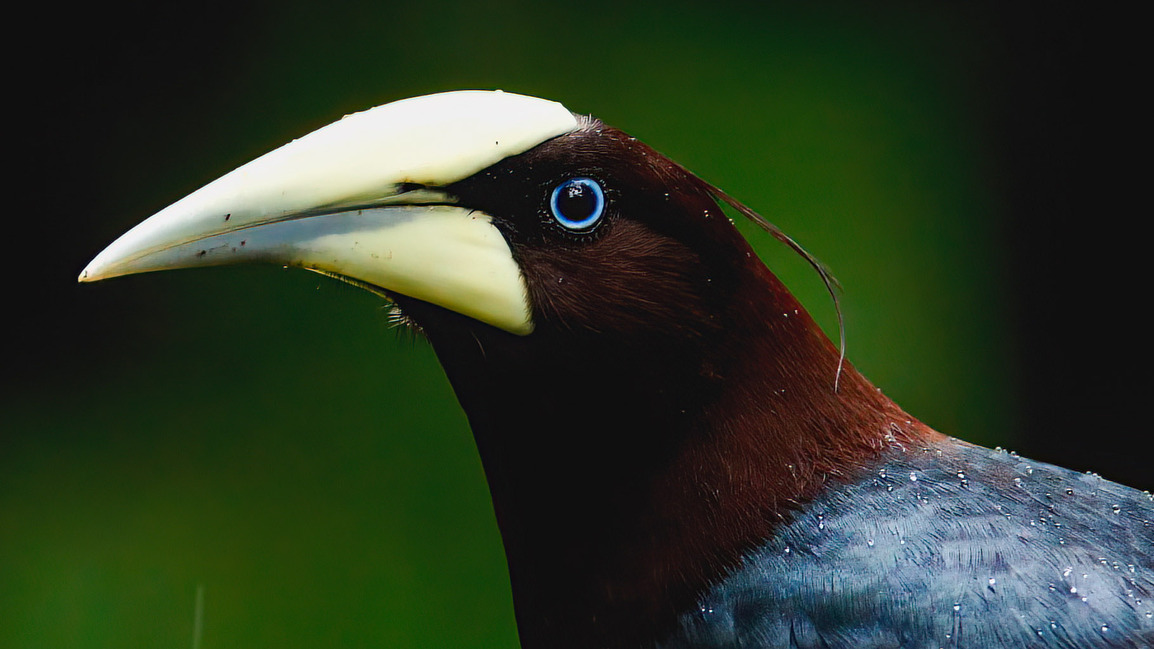 Profile Banner