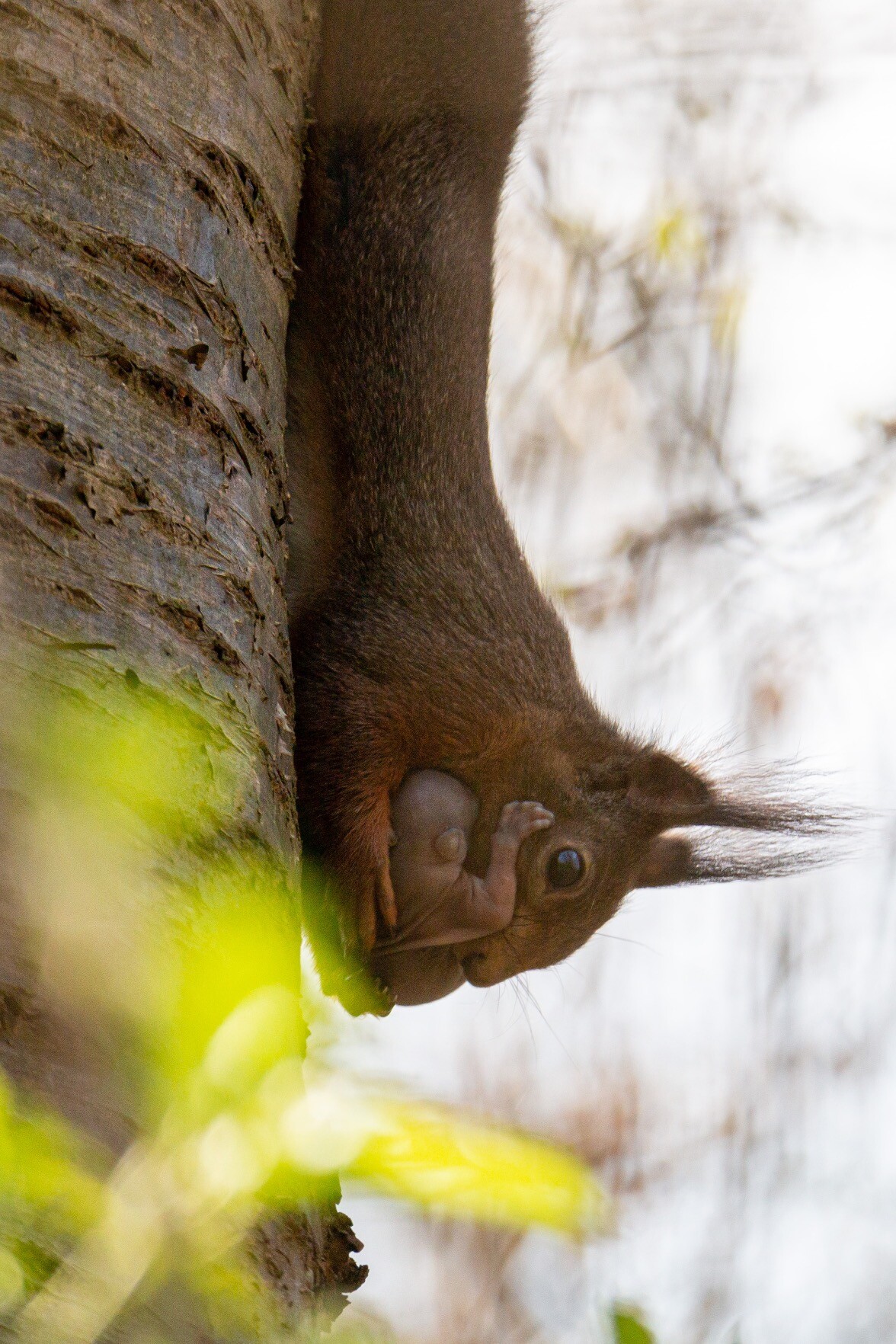 A photo of a squirrel hanging on to a tree whilst also carrying a baby in its arms.