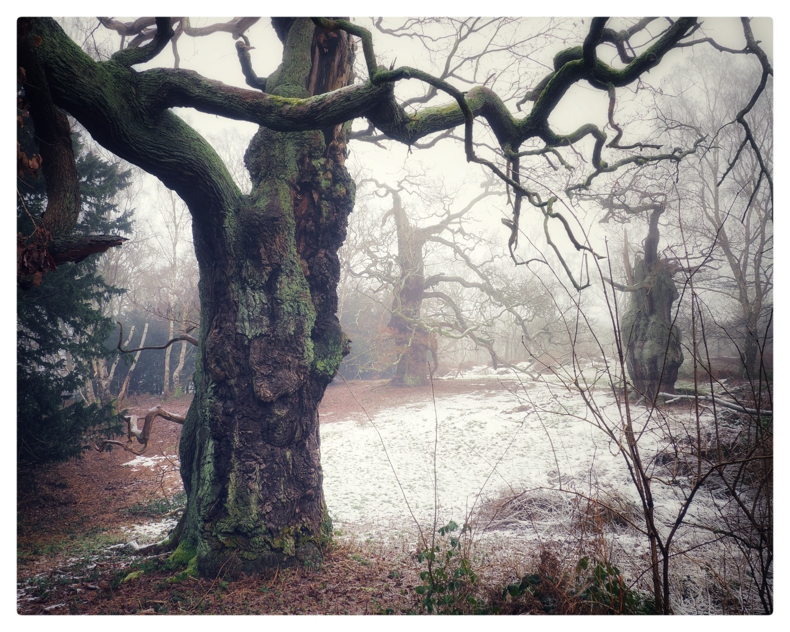 An old oak stands proudly in the foreground with two old gnarled oaks stand further back across snow covered golden ferns drifting into fog