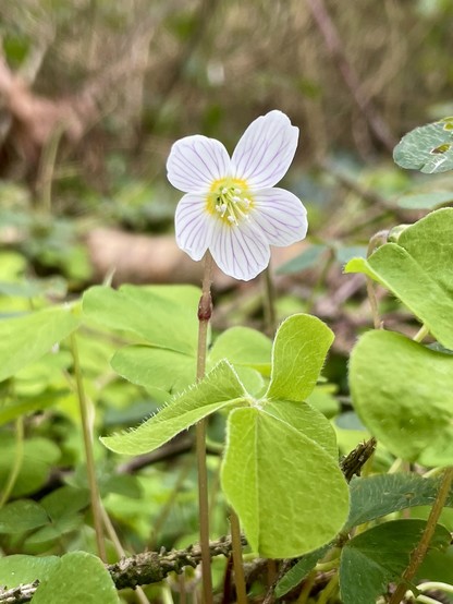 Wood Sorrel 