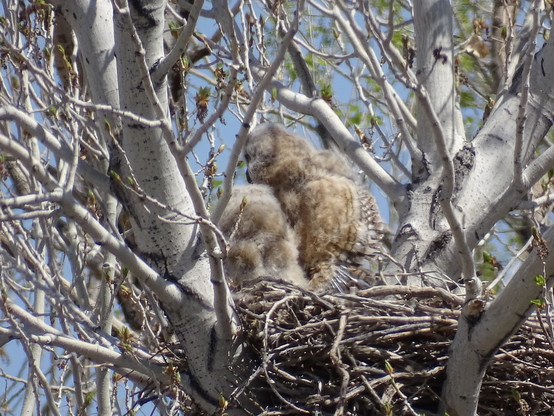 Two very young great horned owls, their feathers still a fluffy white down, rest in a nest made of sticks high up in a bare tree. They are both turned away from the camera, with the taller of the two caught in the middle of a big stretch of the left wing, showing off the feathers as they grow in.