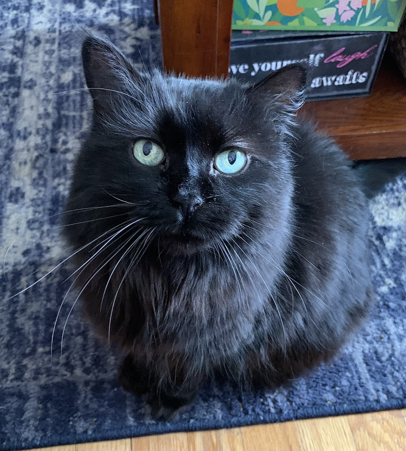 An all-black cat with green eyes and long white whiskers looks at the camera while sitting on a blue and light gray rug in front of a coffee table with colorful boxes underneath.