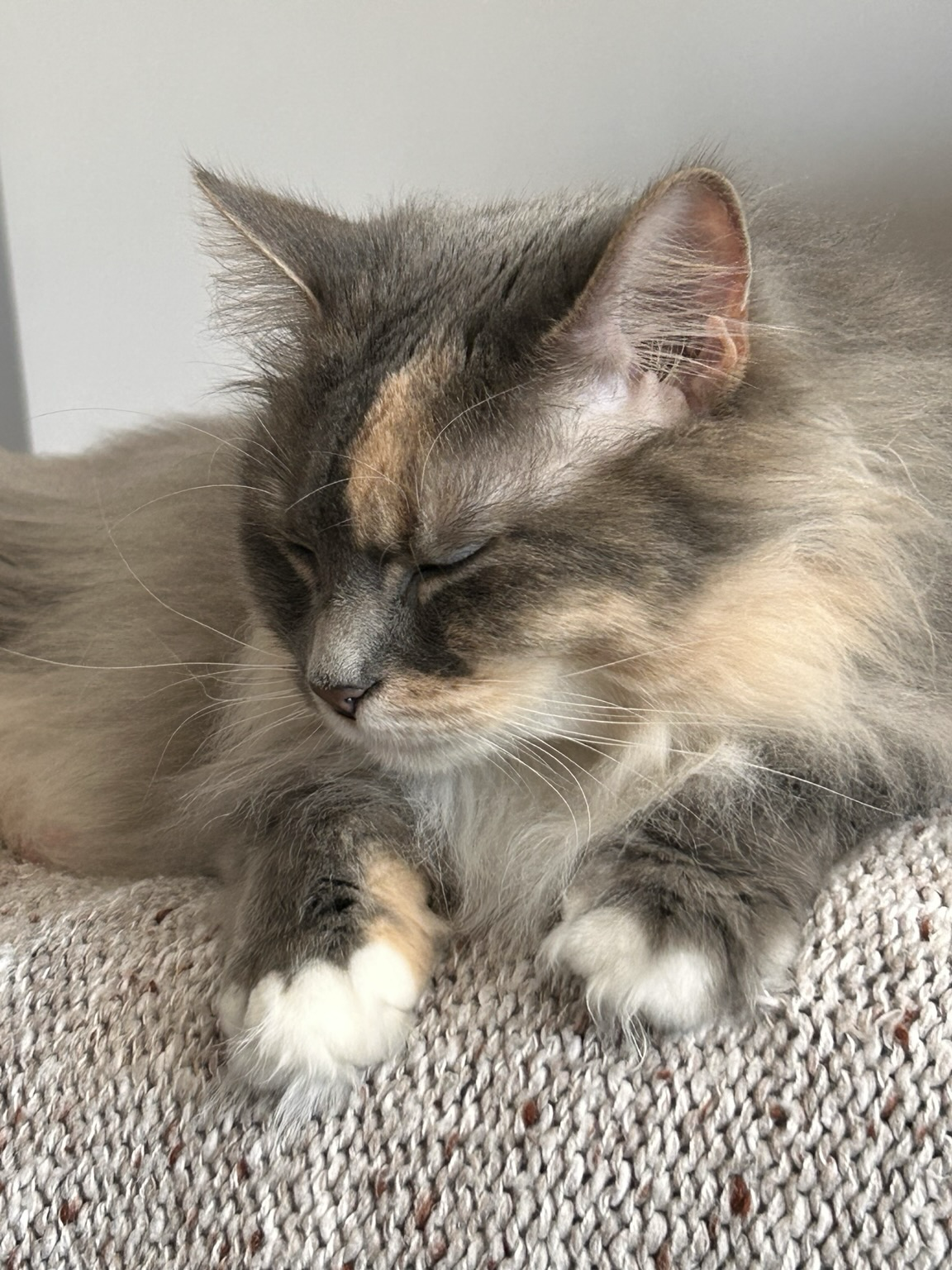 A dilute tortoiseshell cat (light blue-gray and tan with a creamy white ruff, light green eyes, pink nose and long white whiskers) sleeps on a cream blanket.