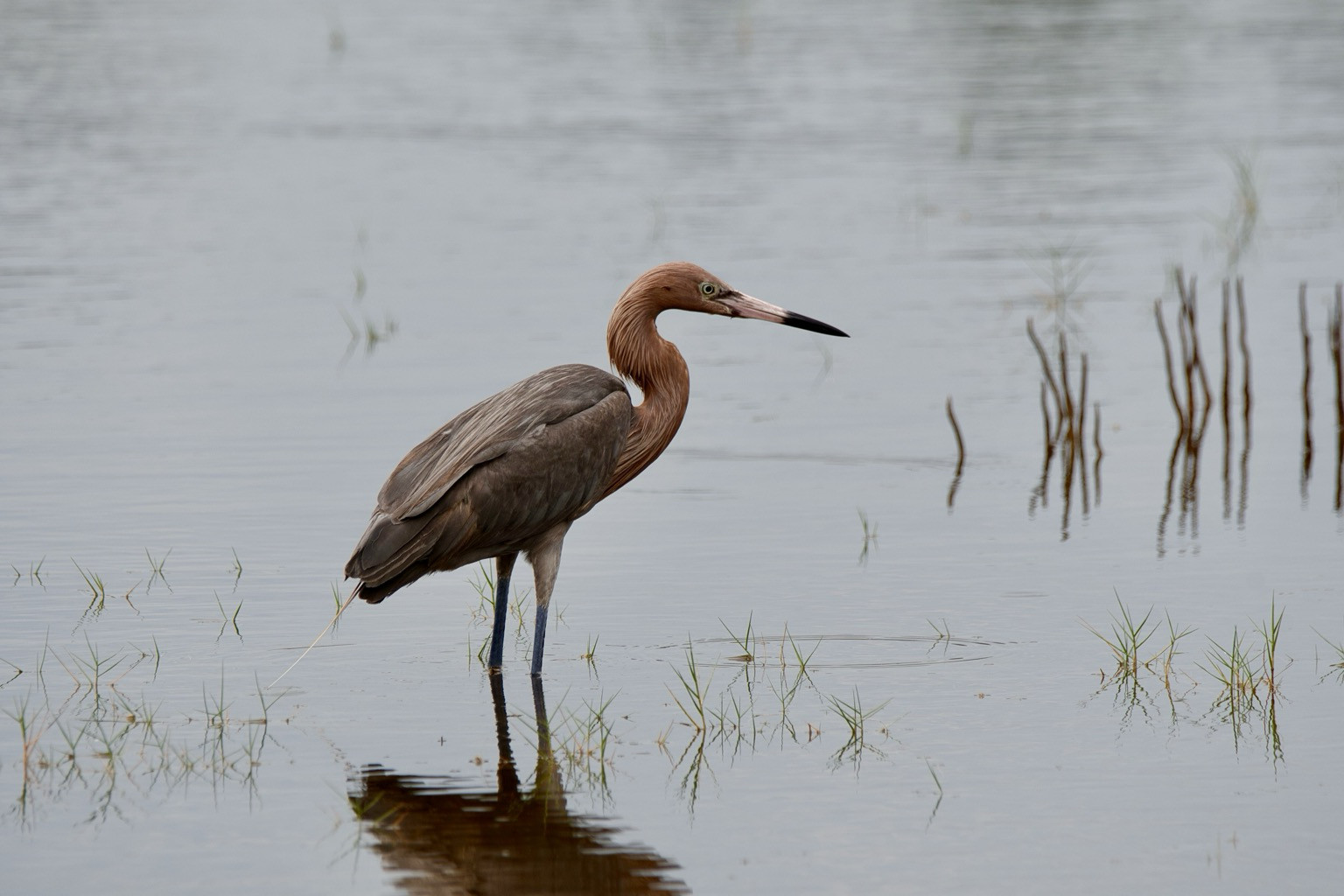 An adult Reddish Egret (long-legged wading bird, dark gray with a rusty head and neck, dark legs, and a long bill that is pale pink from the base to the midpoint then dark) stands in a shallow marsh.