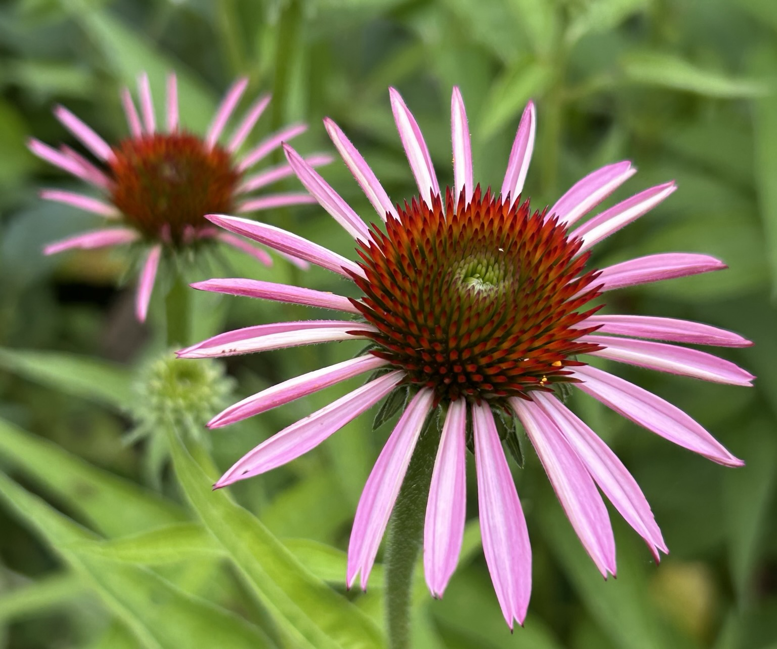 Closeup of two pink coneflowers just starting to open, their still tightly curled petals giving their blooms a spindly look and highlighting their brownish-orange domed centers.