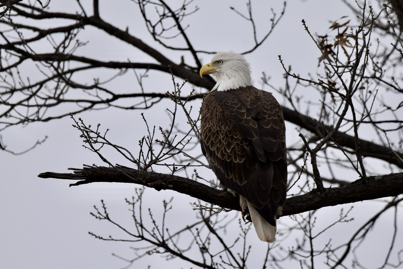 An adult Bald Eagle, facing left and away from the camera, perches in a bare tree against a gray sky. It is a majestic raptor with a blackish-brown body, white head and tail, and a wickedly sharp yellow bill.