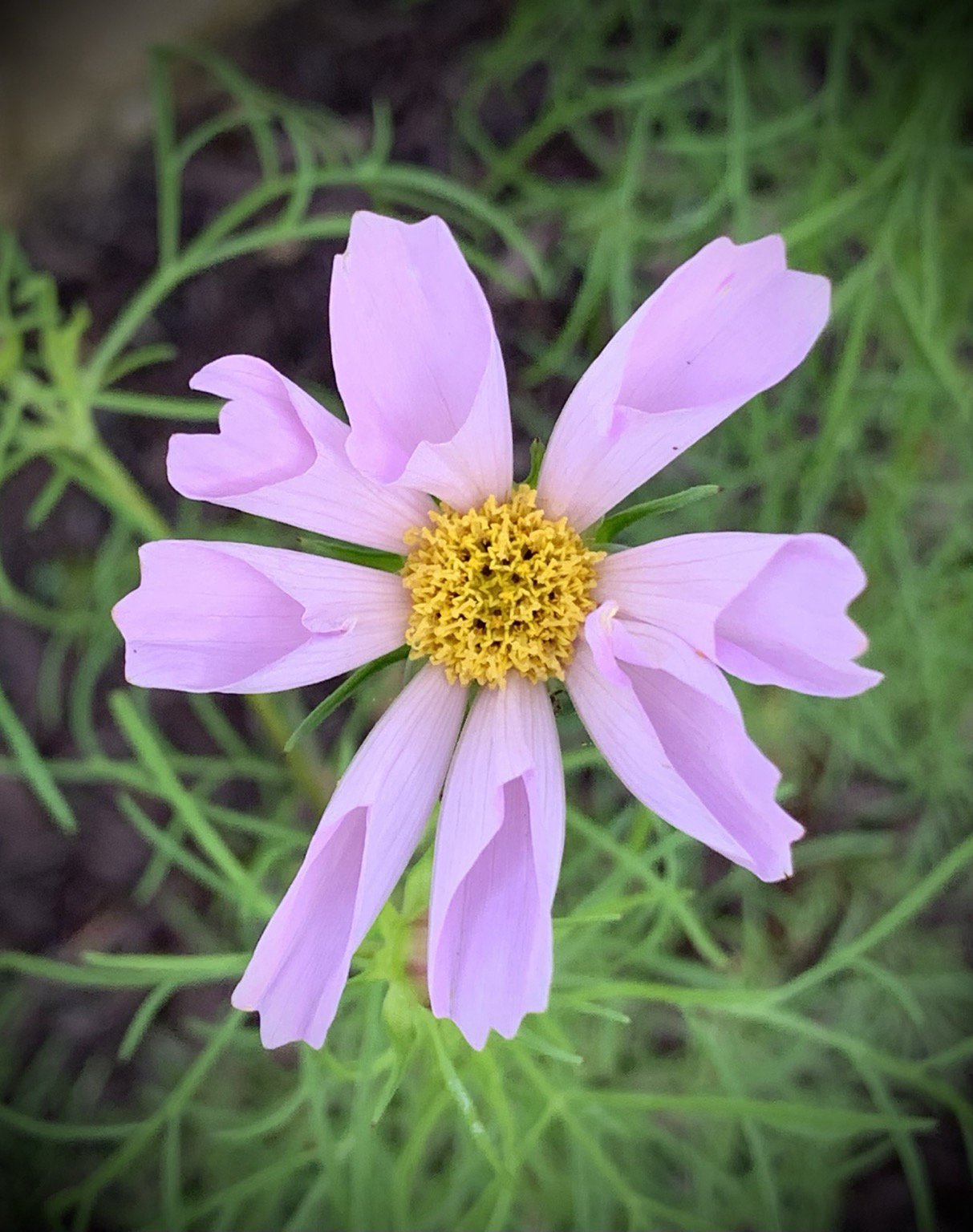 Closeup of a cosmos bloom, its long French pink petals, curling in on their sides, surrounding its golden yellow center.