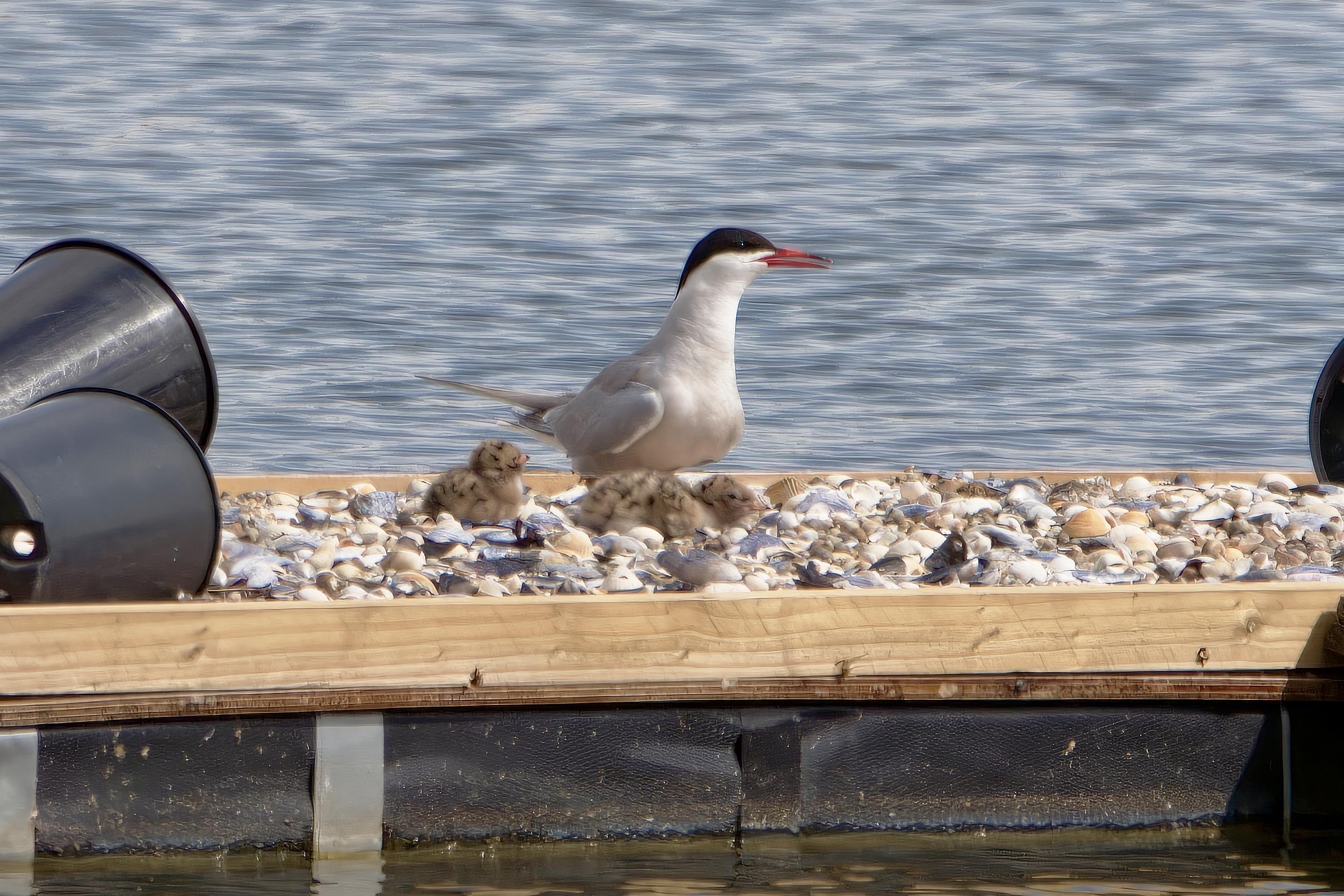 Common Tern with two chicks