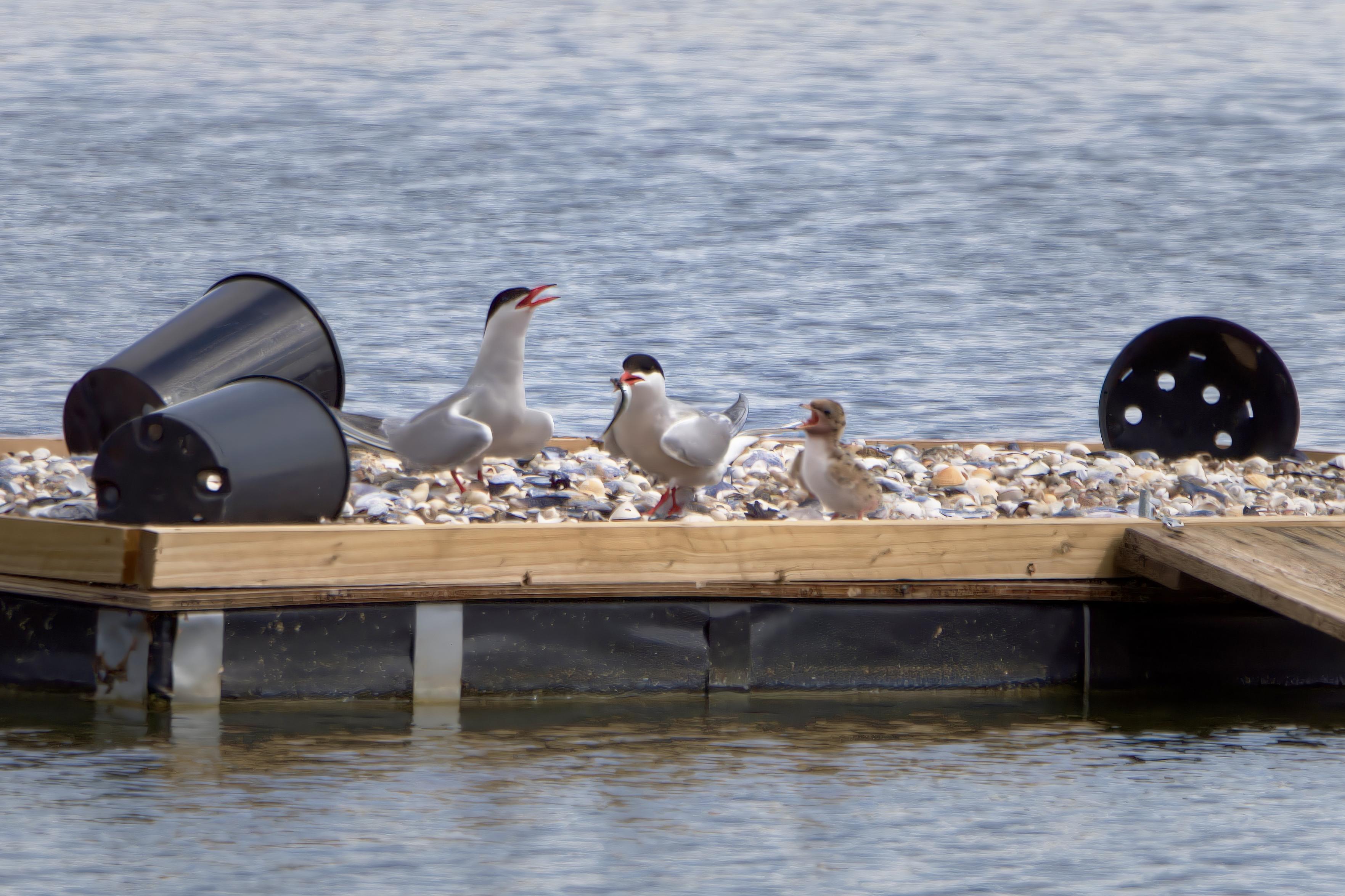 Common Tern parents with fish for chick