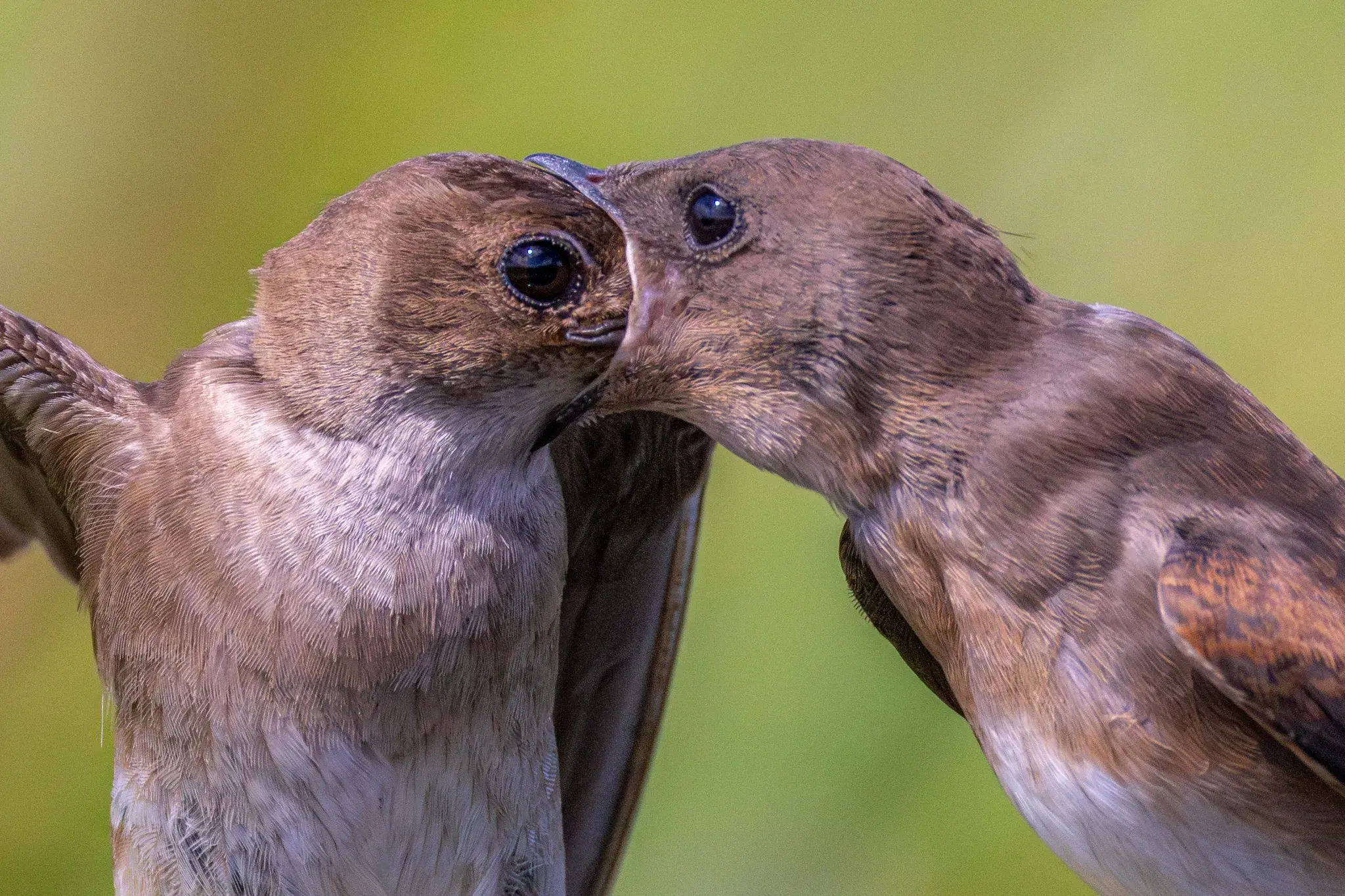 A baby swallow gets fed by its parent.  It has its beak open so wide that it looks like it's about to gobble up the parent's head!

Photographer - Alex Nelson