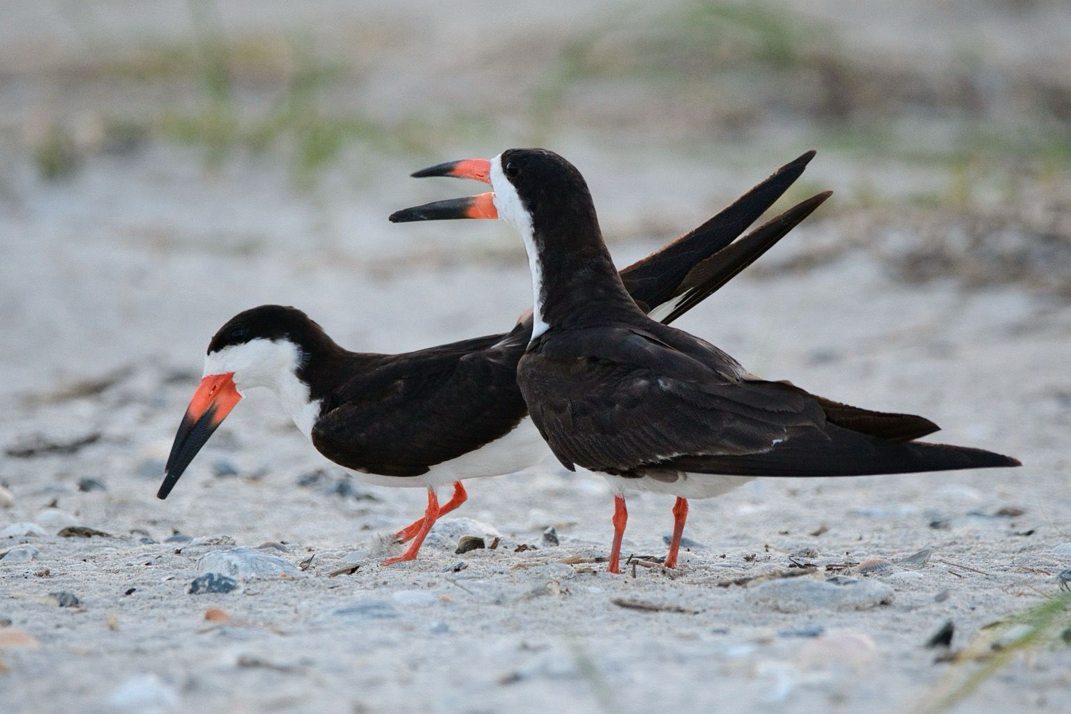 A pair of Black Skimmers stand on a pale sand beach, the bird on the right has urs bill open as it calls. They are unusual graphically colored tern-like birds. They are black on top to just in front of their eyes, then white between that and their bills with white throats and bellies. Their oversized bills are bright orange at the base then black, the lower mandibles much longer than the upper ones.