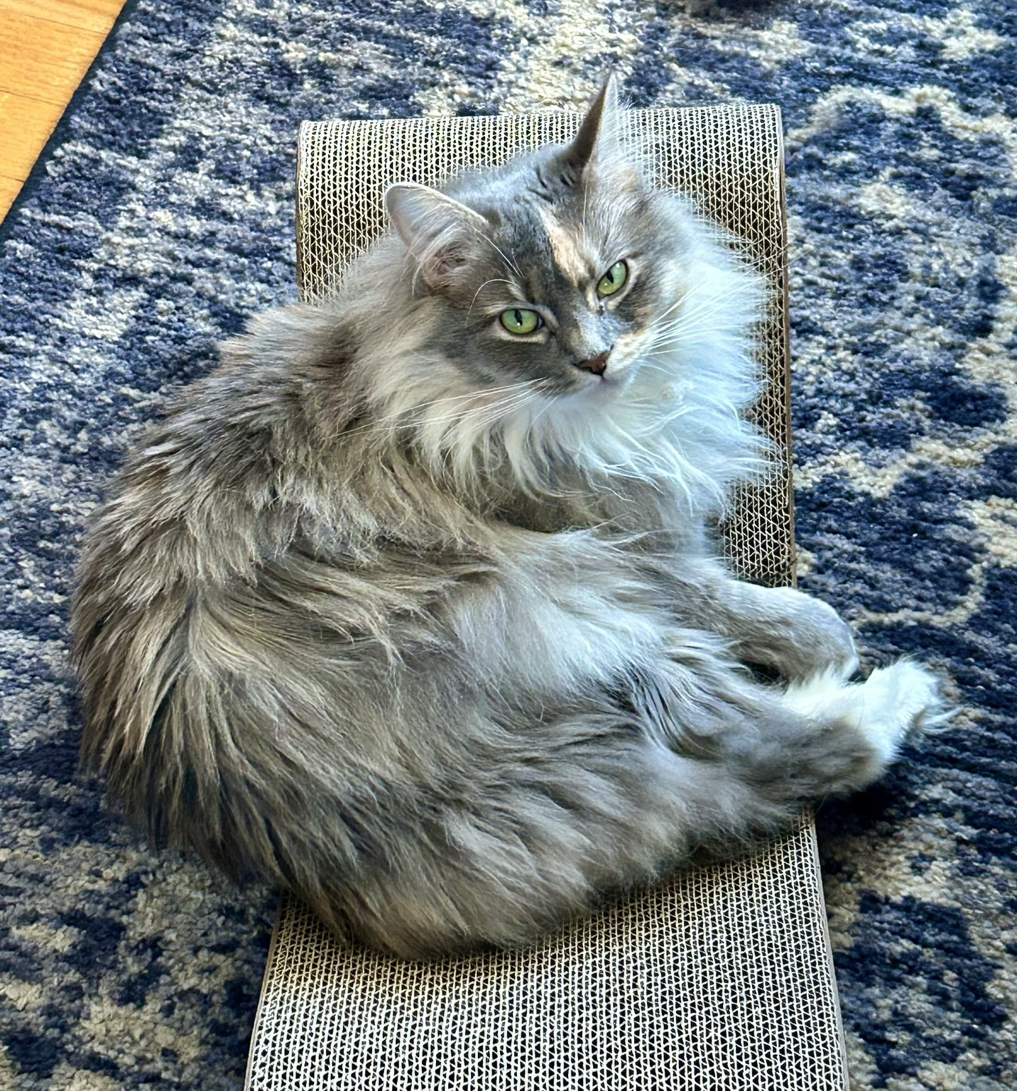 A dilute tortoiseshell cat (long haired cat with white, pale gray, and light tan fur and bright green eyes) lies on a scratching recliner that sits on a blue and cream rug.
