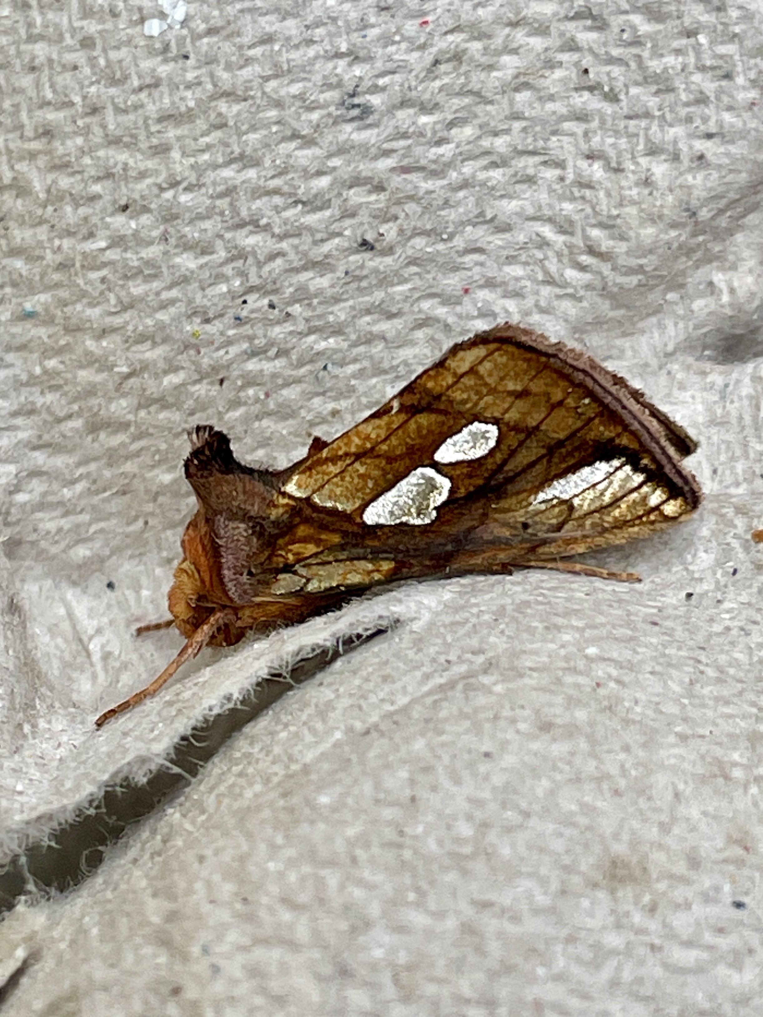 Gold Spot moth
