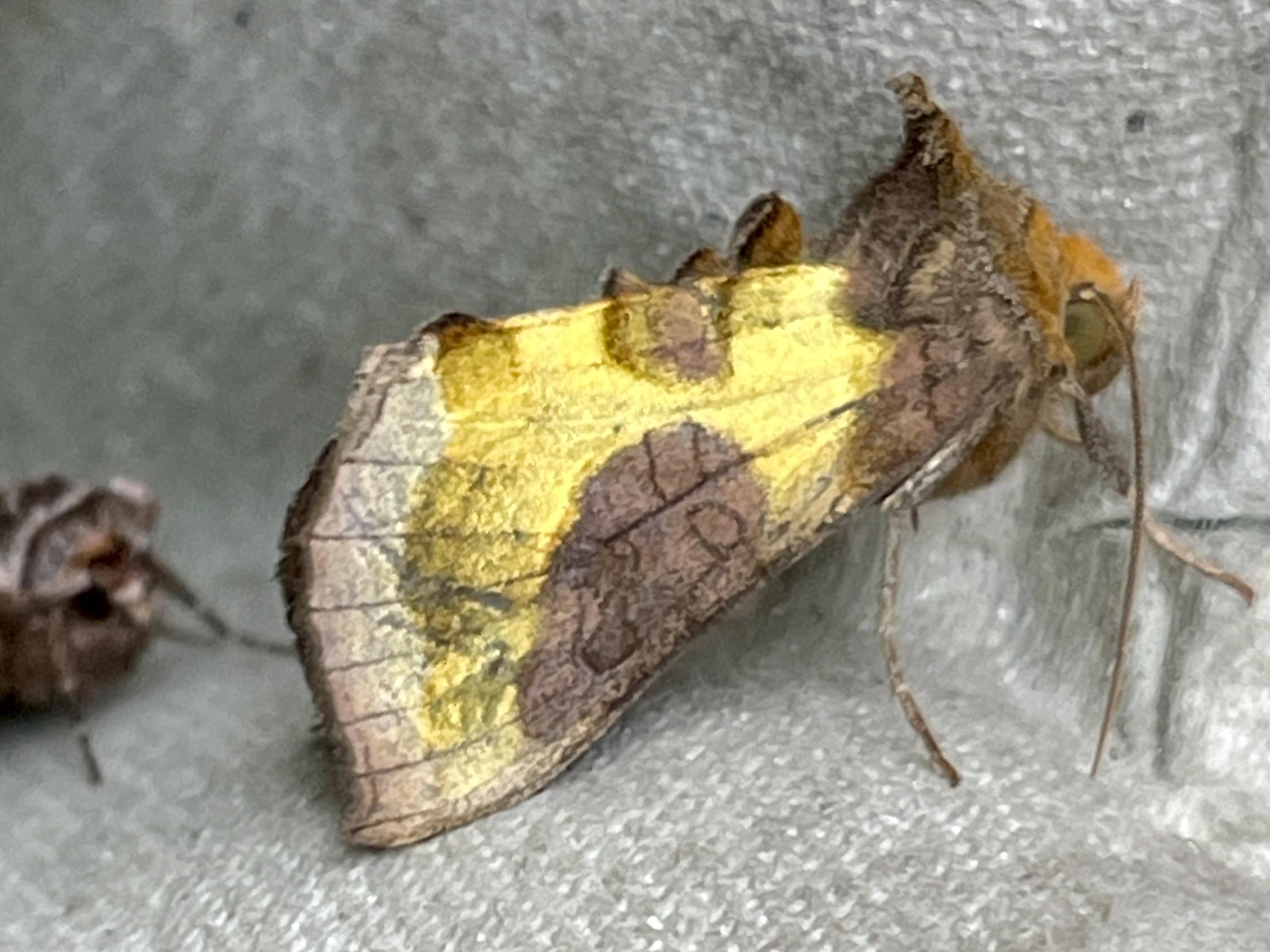 Burnished Brass moth