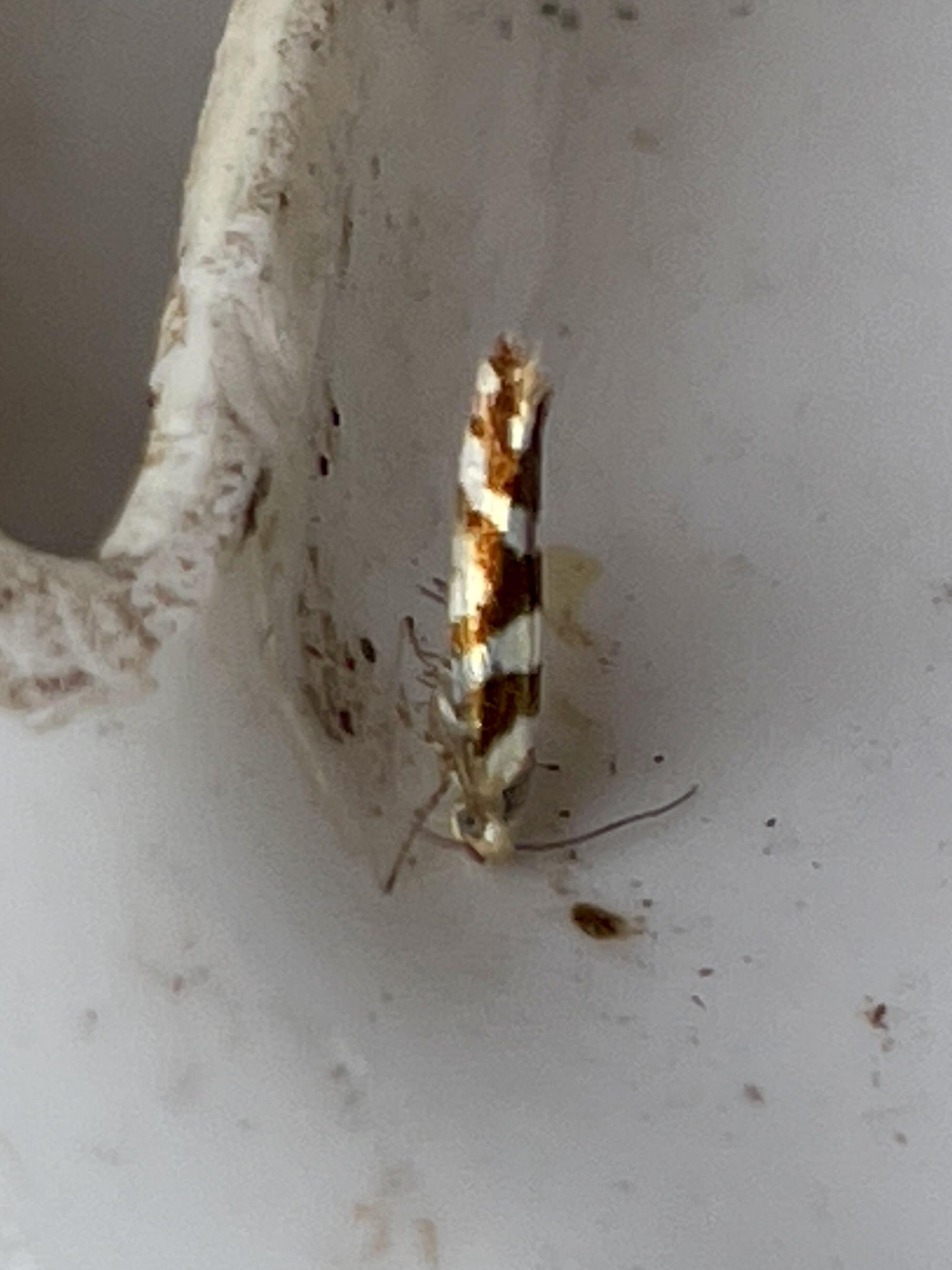 Argyresthia goedartella moth