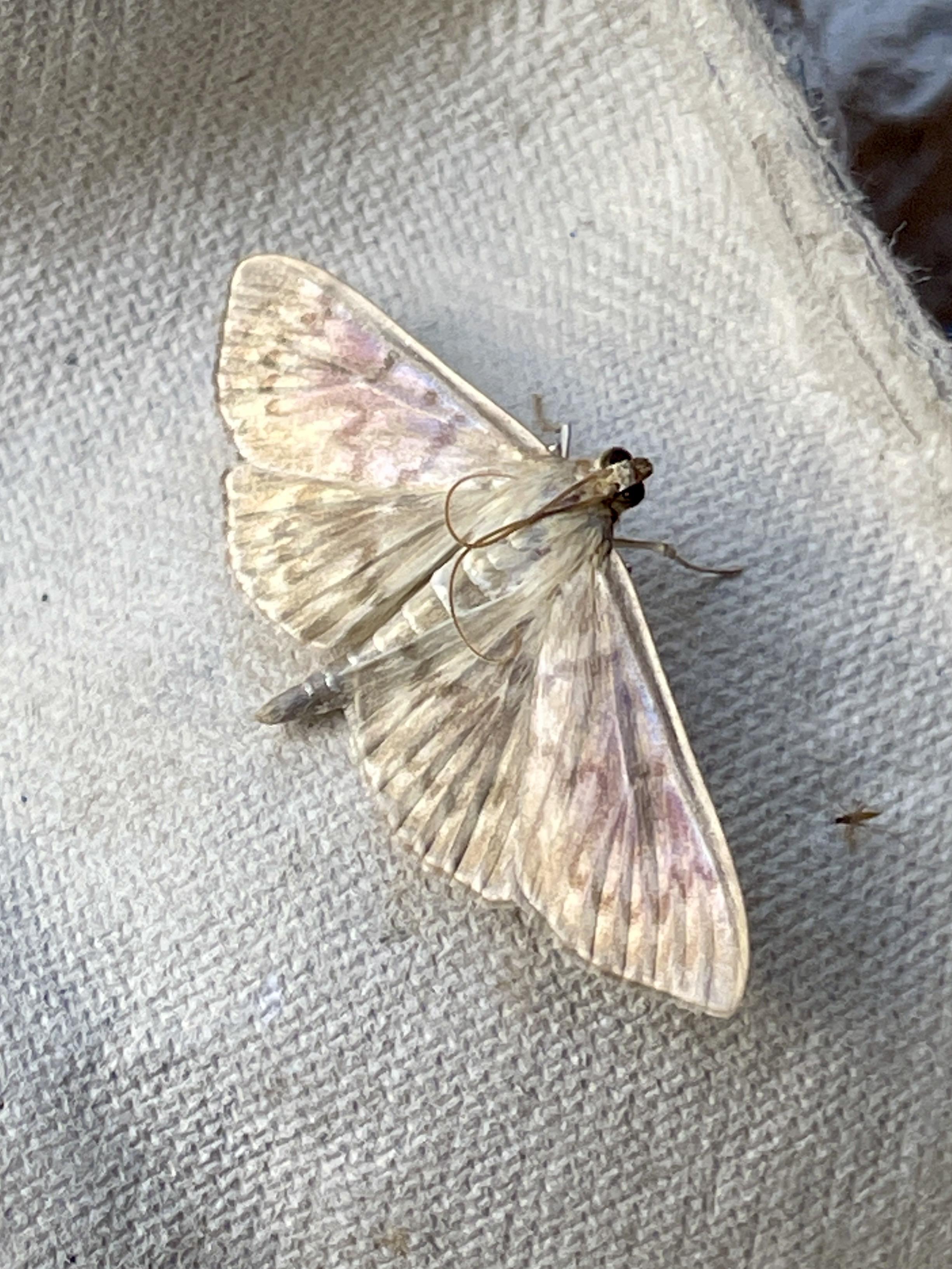 Mother Of Pearl moth