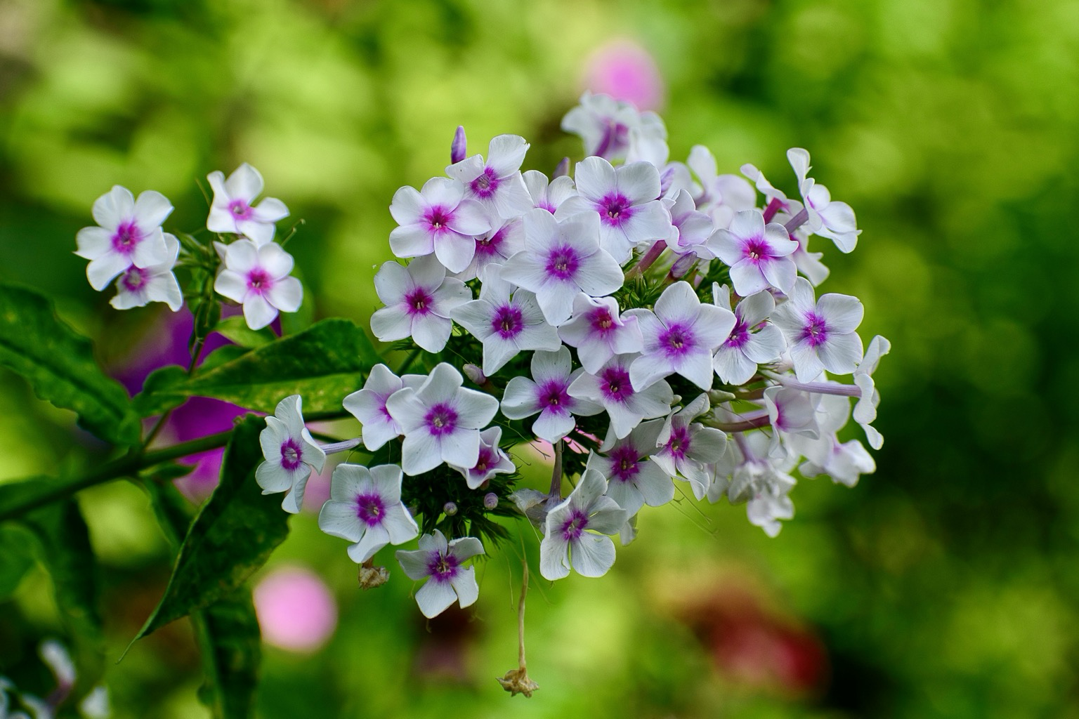 A stem of meadow phlox, a conical cluster of five-petalled white flowers with magenta centers.