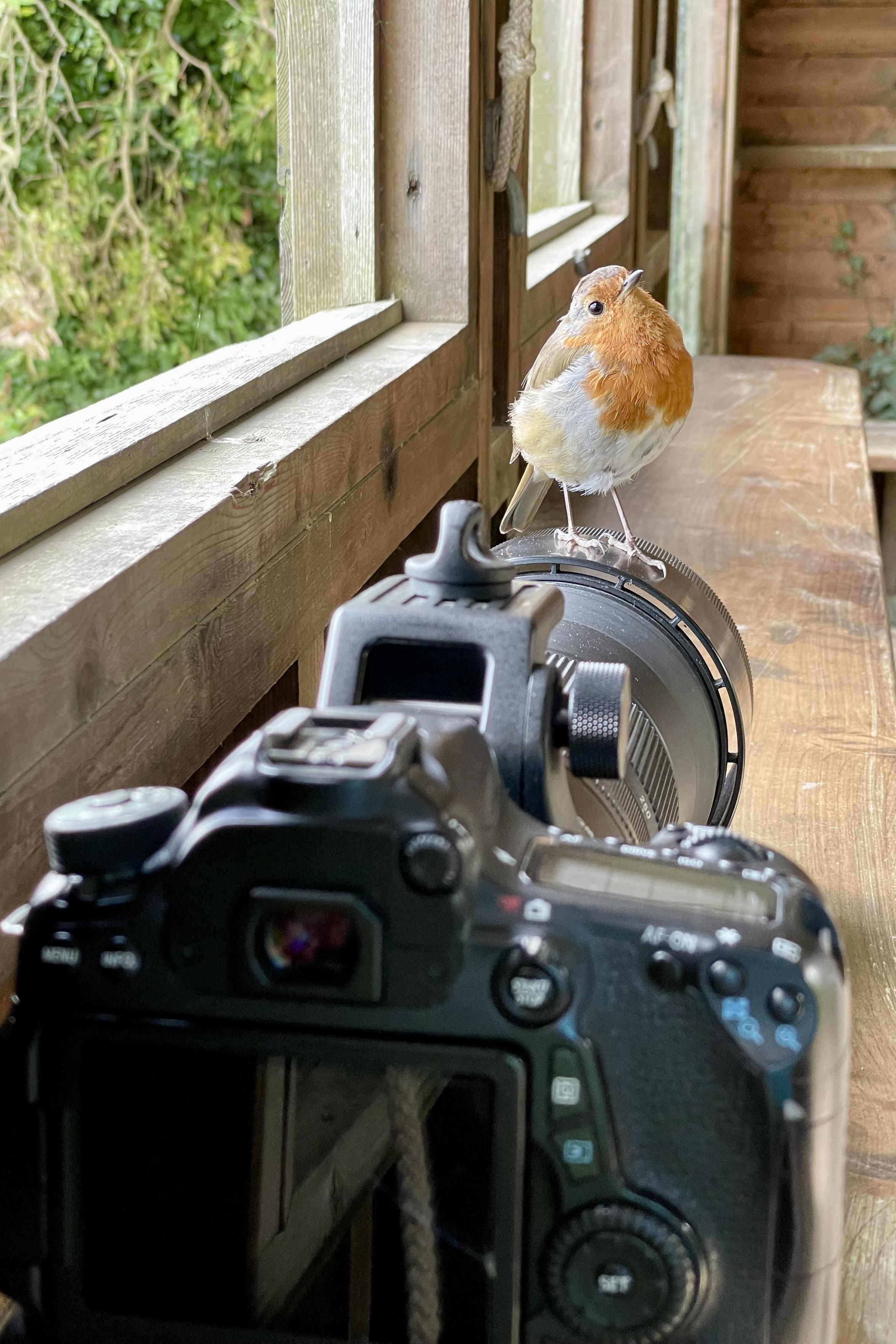 Robin on my camera