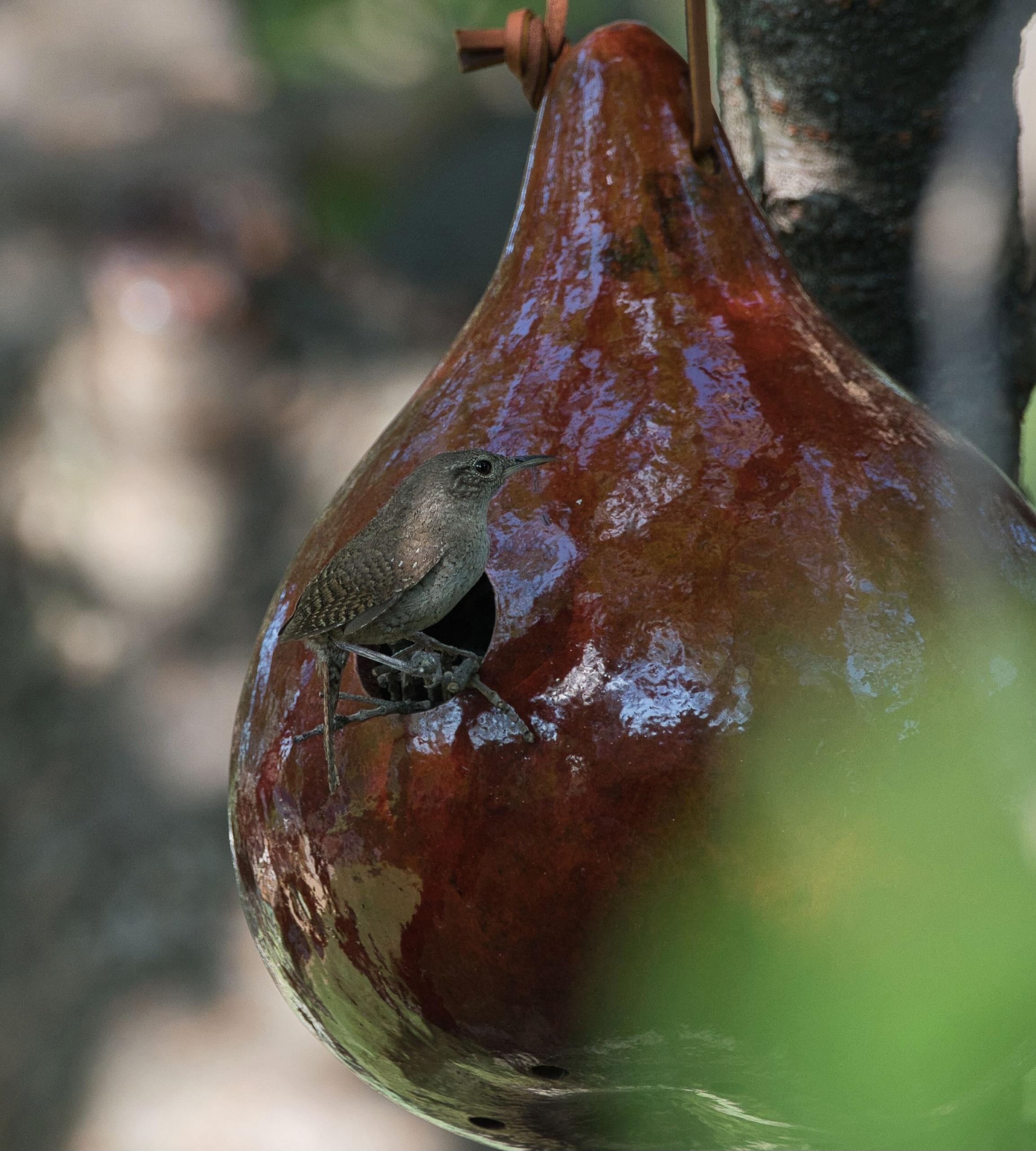 Northern House Wren perched at the opening of a lacquered dull red gourd bird house. Fairly plain light brown overall but with some white spots on its wings.