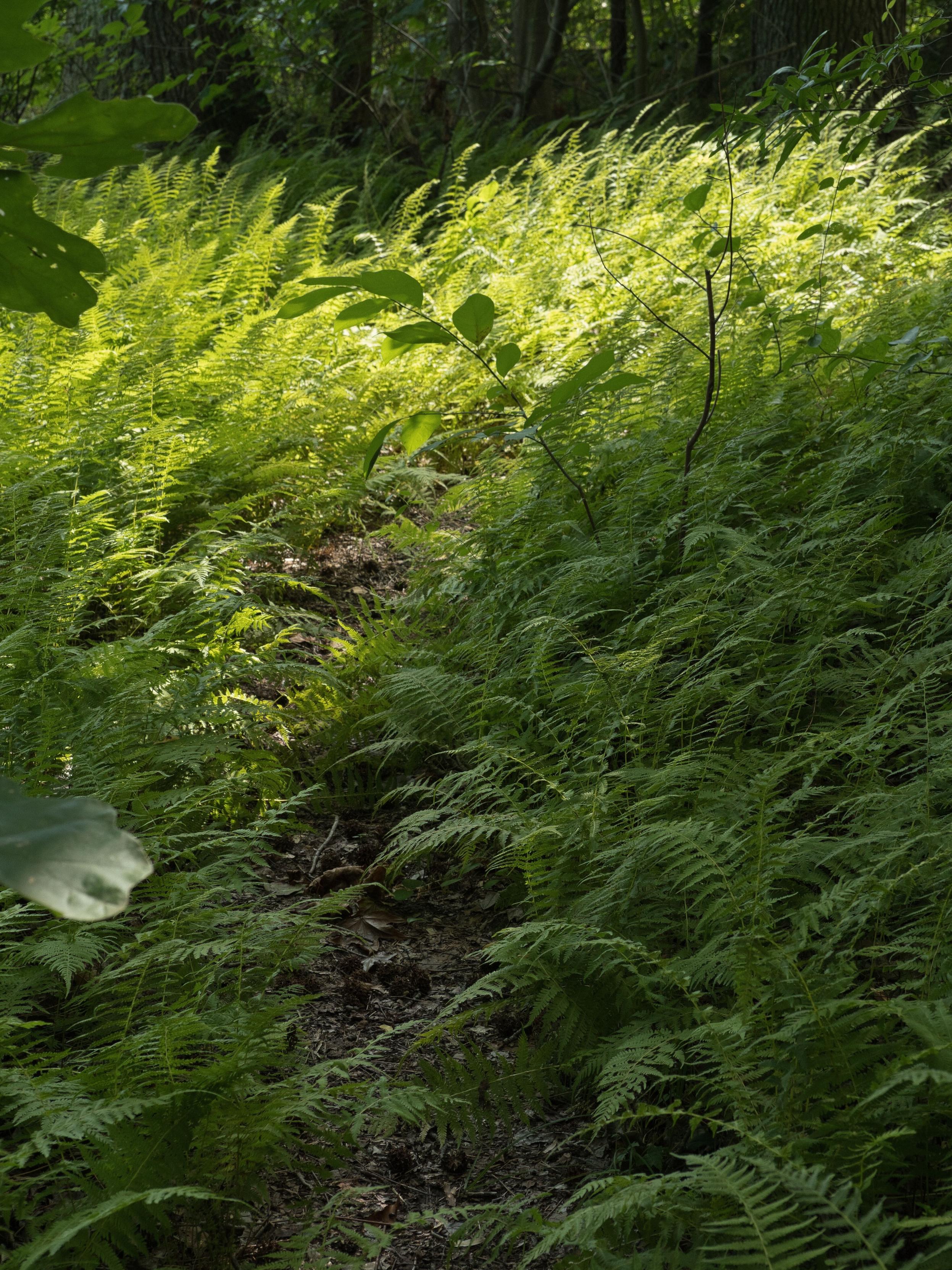 Small dirt path weaves through a patch of ferns. Darker green in the foreground, sunlight spills into the middle of the shot so the ferns seem to change to a lighter green, dark trees and foliage in the distant background.