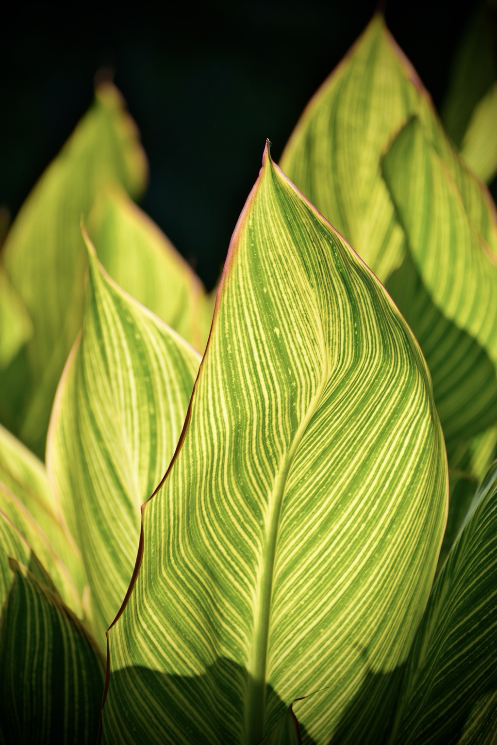 Bright green, striped, banana-like leaves with pointed tips look like they’re glowing in the morning summer sun.