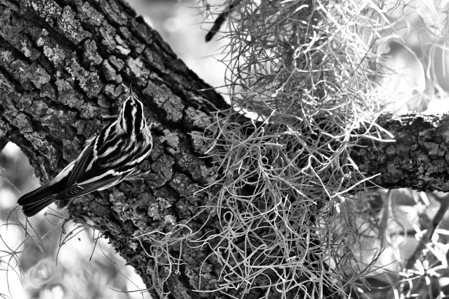 Black and white photo of a black and white striped warbler on the left side of a thick tree branch, tendrils of Spanish Moss hanging down across the right side of the branch.