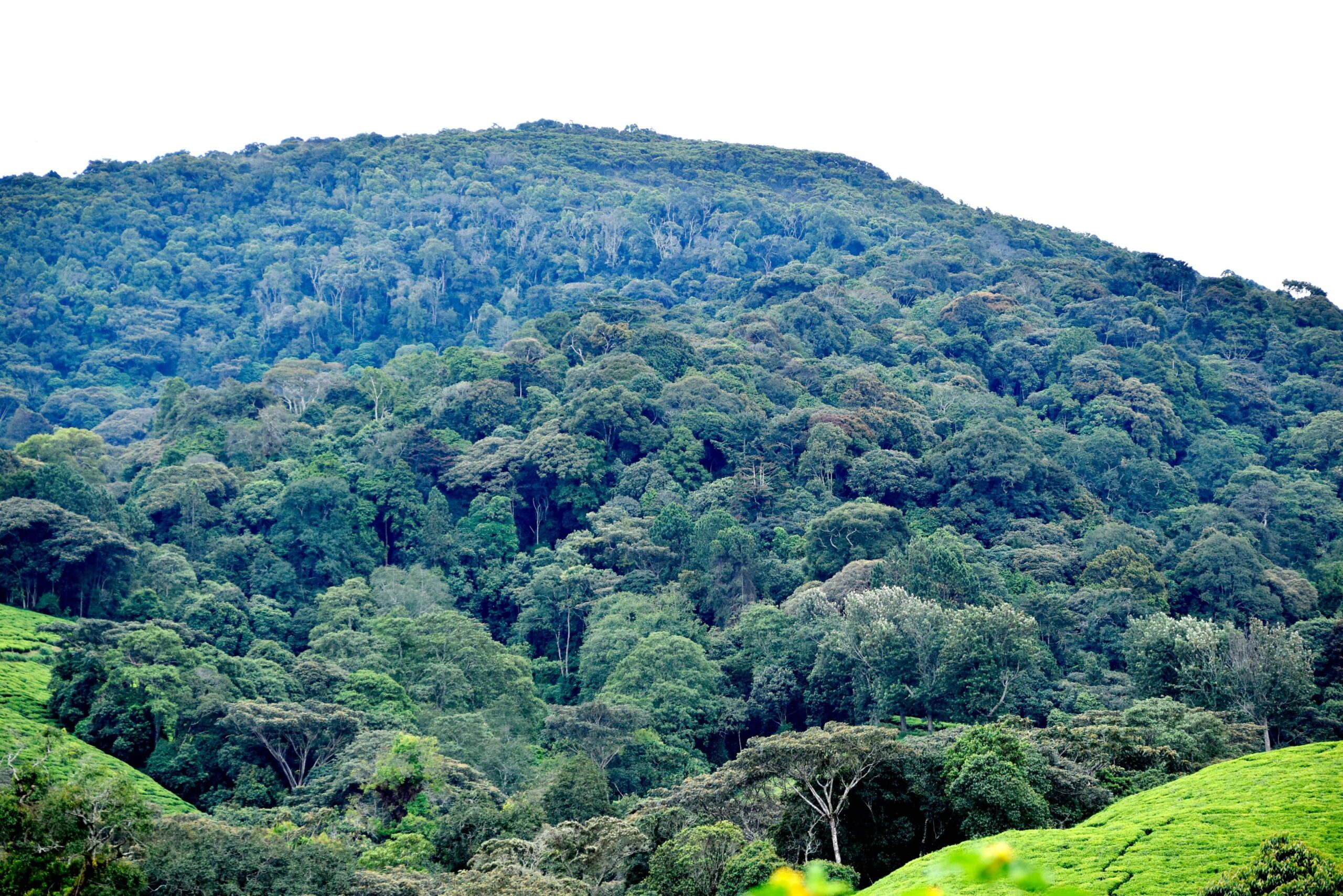 The Heartbeat of Nature: Burundian Reverence for the Natural World