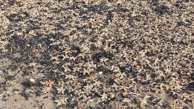More than 500 dead seabirds wash up on French beaches