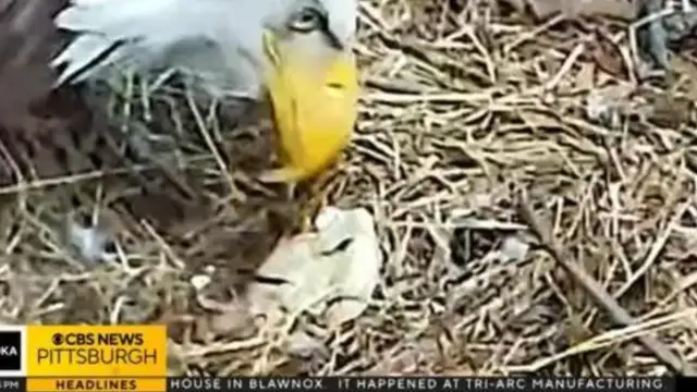 The only egg in the Hays bald eagle nest is broken