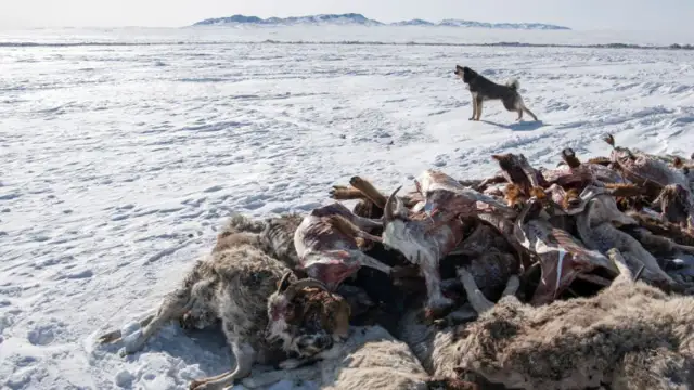 According to aid agencies, nearly 5 million animals died in Mongolia's harshest winter in half a century