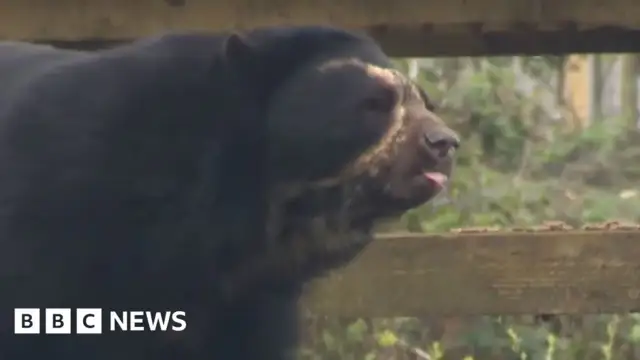 The rare bears that inspired Paddington found a new home in Knowsley