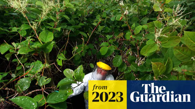 Japanese knotweed can be spotted in your garden