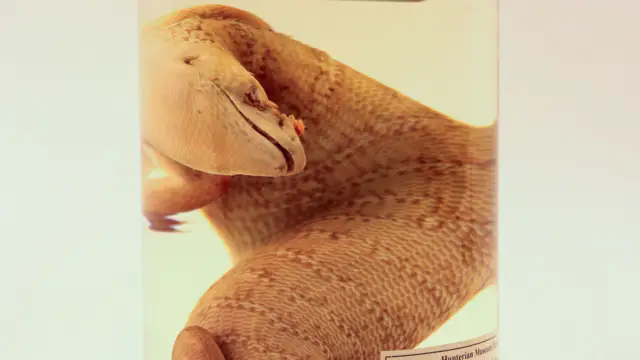 A 170-year-old lizard specimen is going to be returned to Jamaica