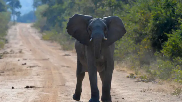 An American woman is dead after an elephant attack in a national park