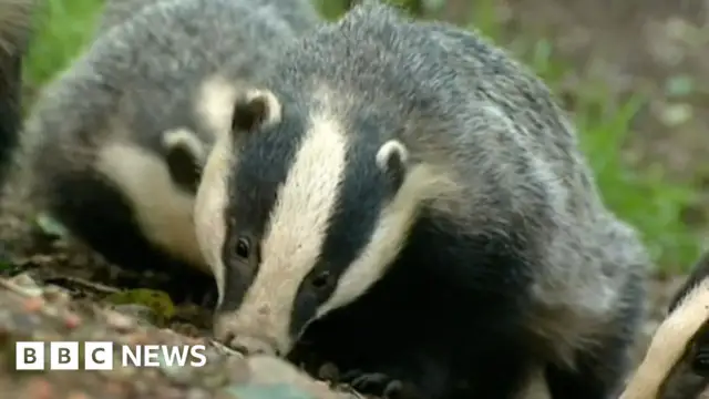 Call for fences along Derbyshire badger 'death trap' road
