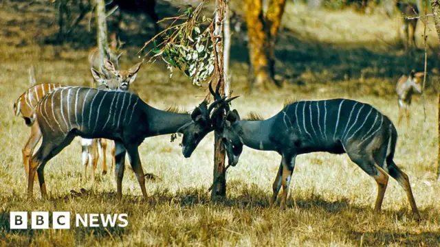 World Bank Halts Funding for Controversial Tanzania Tourism Project