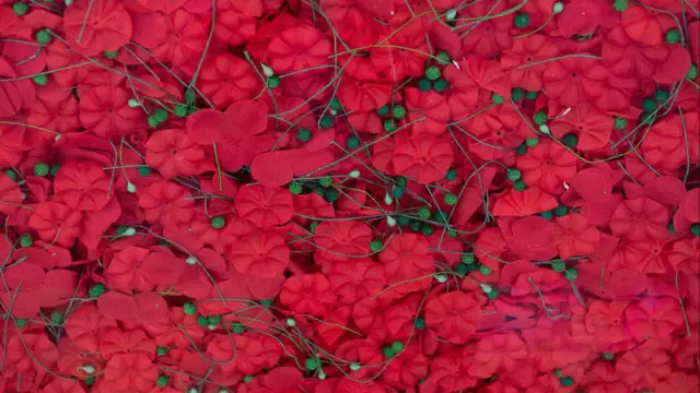 Over 600,000 poppies adorn the National Mall to honor fallen service members