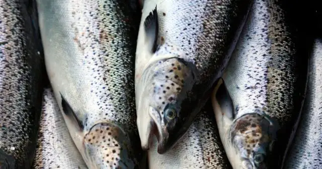 Historic Milestone: Aquatic Animal Farming Surpasses Wild Fishing in 2022