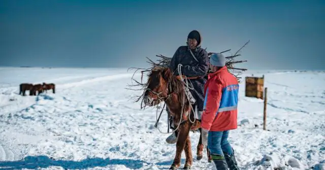 Deadly 'dzud' in Mongolia claims over 7 million livestock lives
