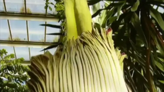 The foul-smelling Titan arum blooms at Kew Gardens