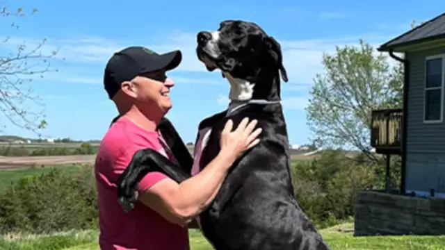Kevin, the tallest male dog, passes away after securing world record