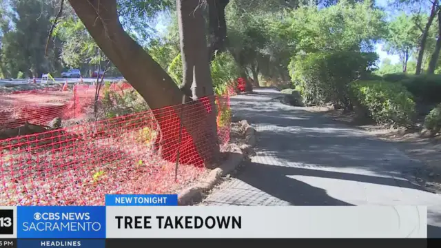 New light rail tracks could lead to the chopping down of historic oak trees