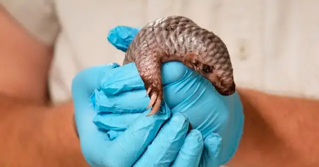 Rare Chinese Pangolin Birth at Prague Zoo