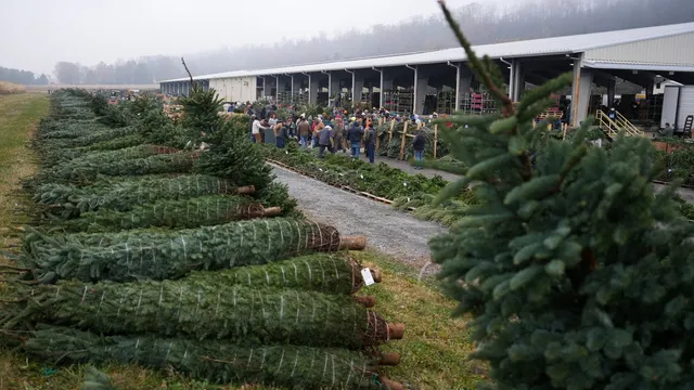 Christmas tree sales skyrocket as retailers swarm Pennsylvania auction