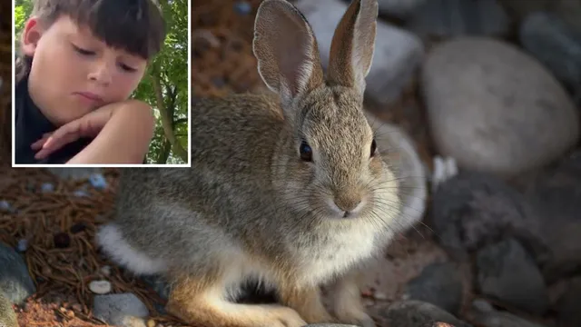 Child diagnosed with rare rabbit fever after playing in yard