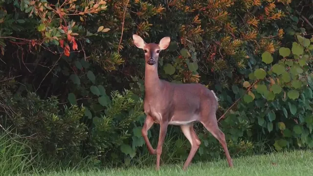 Oakmont council votes to reduce deer population through harvesting