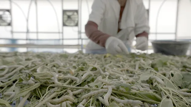 Thai scientists develop innovative silk-based drug delivery system