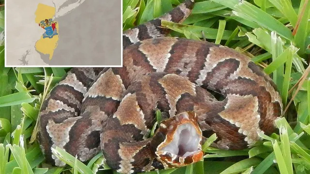 Warning issued for northern copperhead snakes in New Jersey