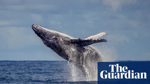 Humpback whale populations surge in Brazil as tourism booms