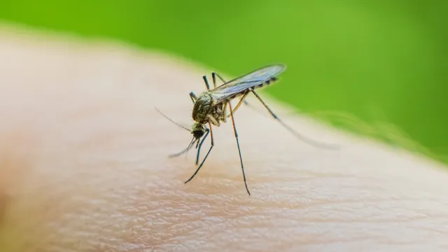 Chikungunya virus outbreak leads to hundreds of deaths globally
